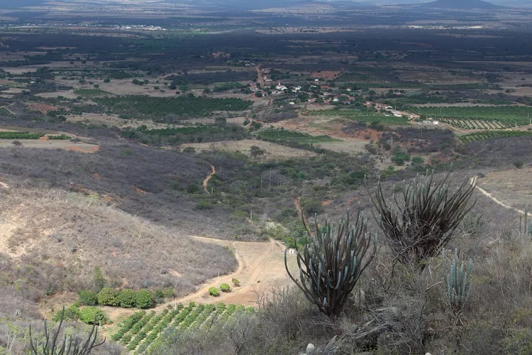 Uso incorreto de agrotóxicos pode estar causando morte de abelhas em Dom Basílio
