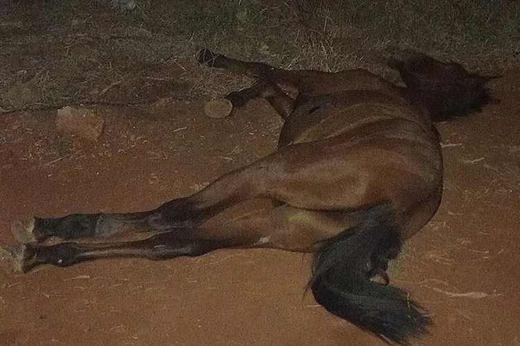 Carroça desgovernada colide contra poste em Livramento de Nossa Senhora