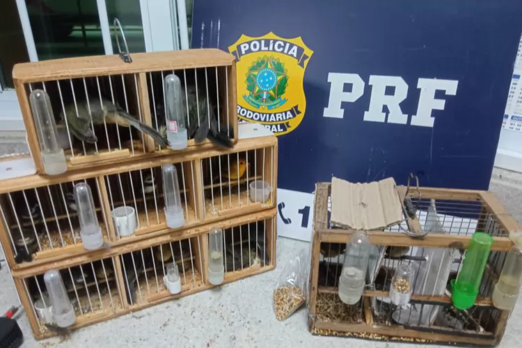 PRF resgata aves silvestres transportadas em condições precárias em Vitória da Conquista