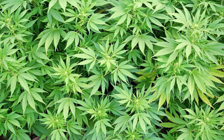 Canadá é primeiro país a legalizar uso da maconha em todo território nacional