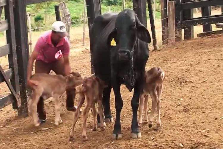 Poções: Vaca dá à luz 3 bezerros e caso raro ocorre a cada 100 mil gestações