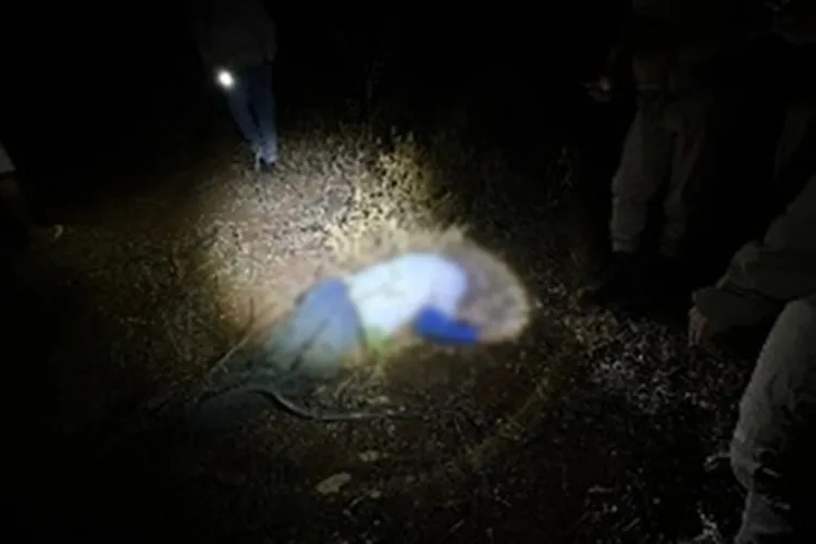 Idoso de 86 anos morre após ataque de abelhas na zona rural de Guanambi