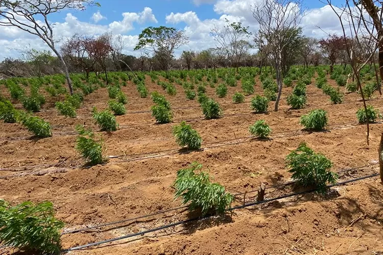 120 mil pés de maconha são destruídos em Umburanas