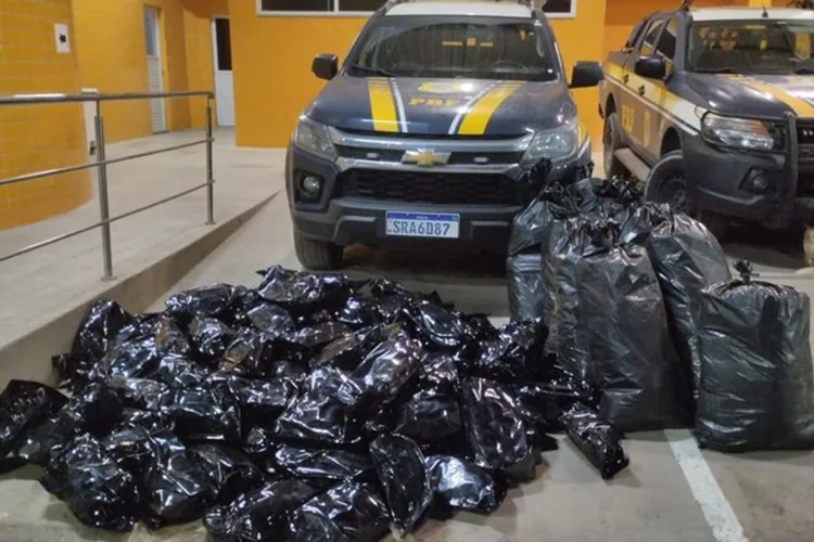 PRF apreende 109 kg de maconha em Simões Filho