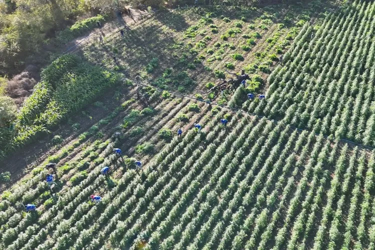 PF e PM destroem 35 mil pés de maconha em Contendas do Sincorá