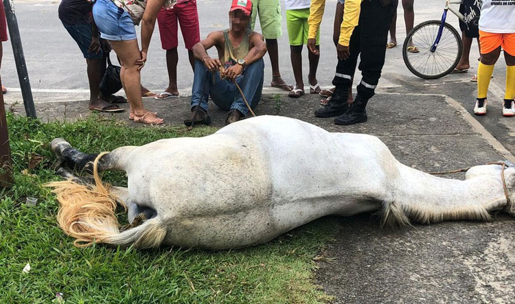Cavalo morre eletrocutado no meio da rua em Santo Antônio de Jesus