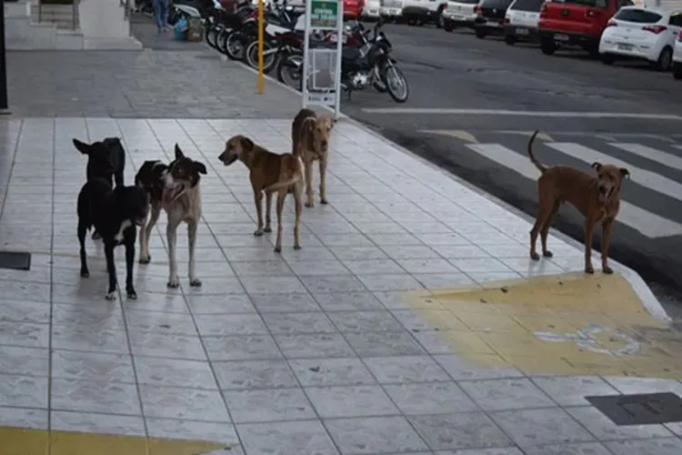 Direito dos animais: Brumado assina cooperação para cuidar de cães e gatos de rua