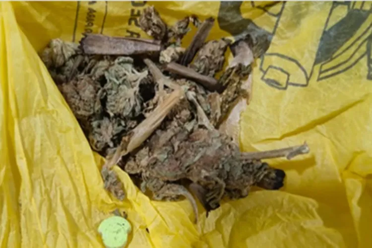 Operação Distrito apreende maconha e ecstasy dentro de carro em Seabra