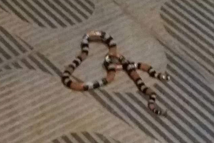 Aparecimento de cobras em residências assusta moradores de Caetité