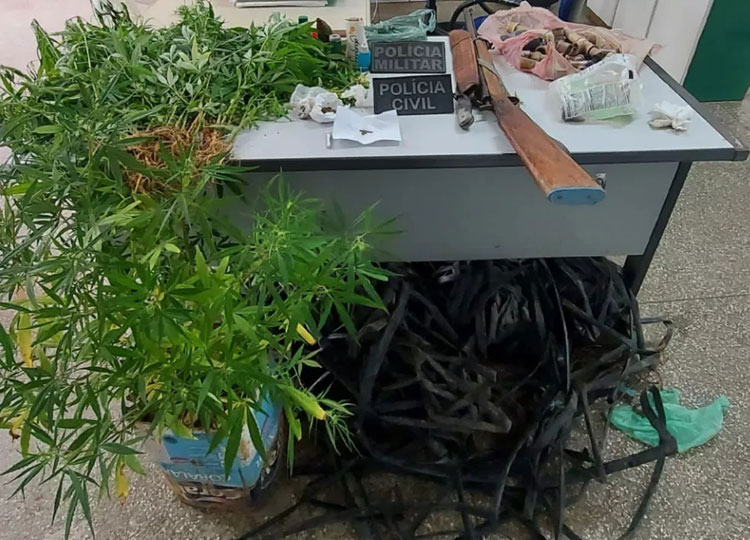 Homens são presos após plantação de maconha ser achada na cidade de Quijingue