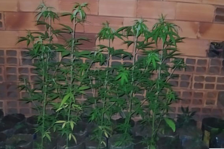Homem de 29 anos é preso com plantação de mil pés de maconha dentro de casa em Caetité