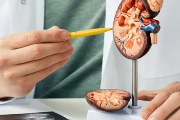 Mais de 60% das mortes por câncer de testículo no Brasil atingem homens jovens