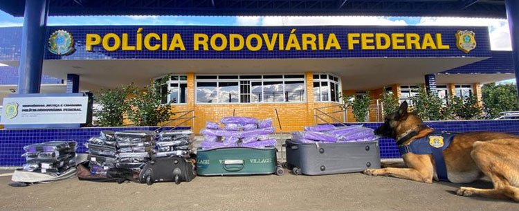 Cães farejadores auxiliam na apreensão de mais de 58 kg de maconha em Vitória da Conquista