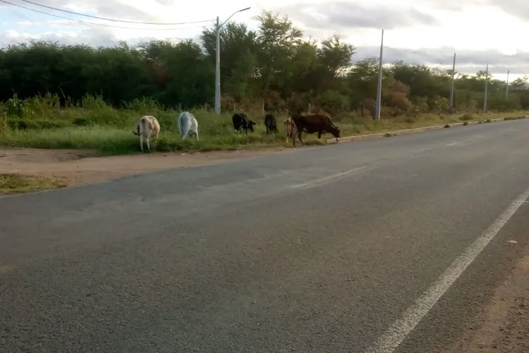 Guanambi: SMTran recolhe 6 bovinos soltos na BR-122 em apenas um dia