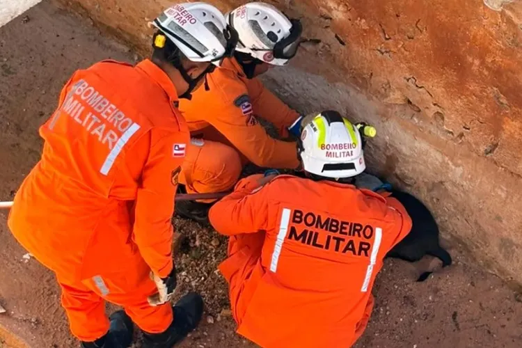 Bombeiros resgatam cachorro que caiu em canal na cidade de Brumado