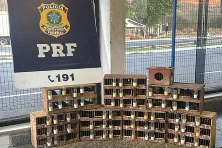 PRF resgata 76 aves silvestres vítimas de maus-tratos em Jequié