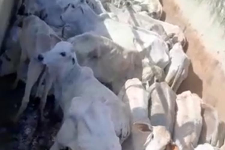 Tanhaçu: Produtores rurais vão acionar MP contra veterinário da Adab por sacrificar novilhas apreendidas