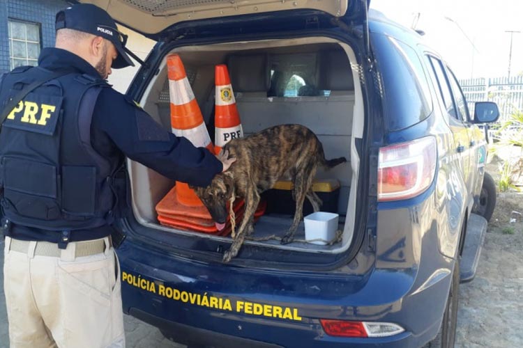 Casal é preso após ser flagrado arrastando cachorro amarrado em uma motocicleta na BR-410