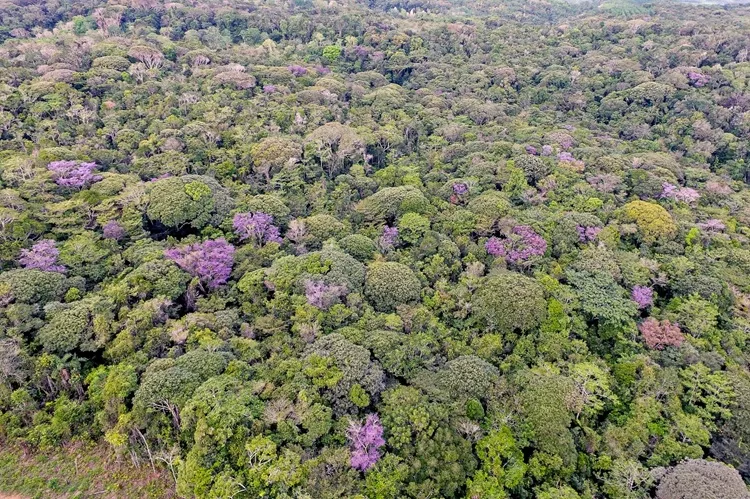 Reserva Espinita pede apoio público e privado para preservação da Mata Atlântica no Sul da Bahia