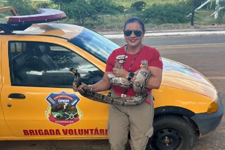 Brigadistas resgatam serpentes em Livramento de Nossa Senhora e Dom Basílio