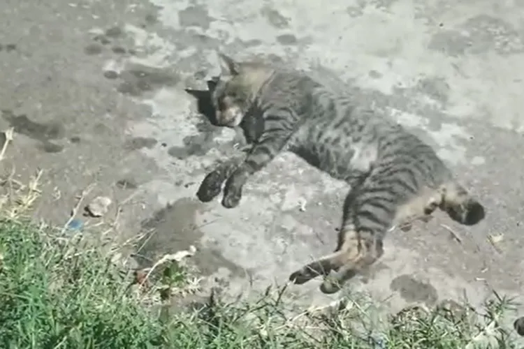 Brumado: Promoter denuncia envenenamento de animais e cobra celeridade em canil