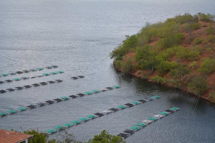 Cooperativa de Tanhaçu e região vai produzir 100 toneladas de pescado por ano