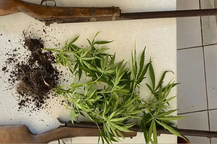 Homem é preso por posse de armas e cultivo de maconha em Abaíra