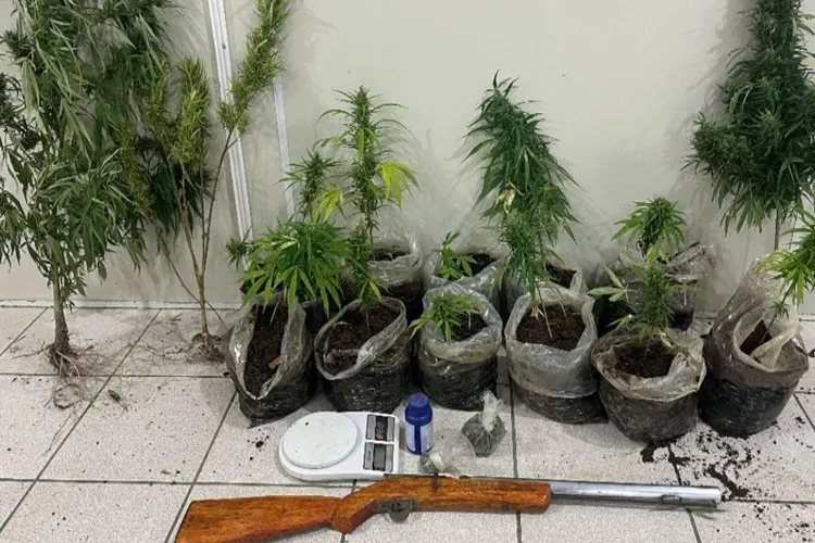 80ª CIPM apreende plantações de maconha e arma de fogo em Tremedal