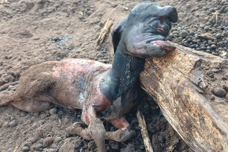 Cabrito nasce com malformação na cabeça e assusta moradores em Malhada