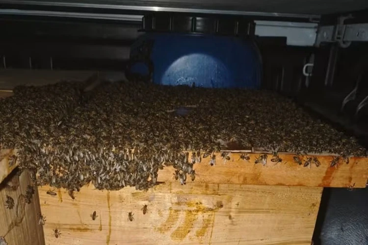 Quinze pessoas ficam feridas após ataque de abelhas em Capim Grosso