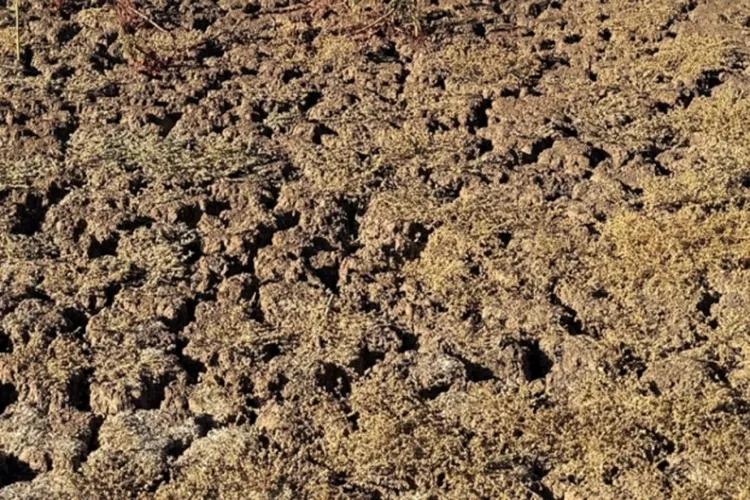 Prefeitura de Brumado inicia força-tarefa para limpeza e requalificação de aguadas