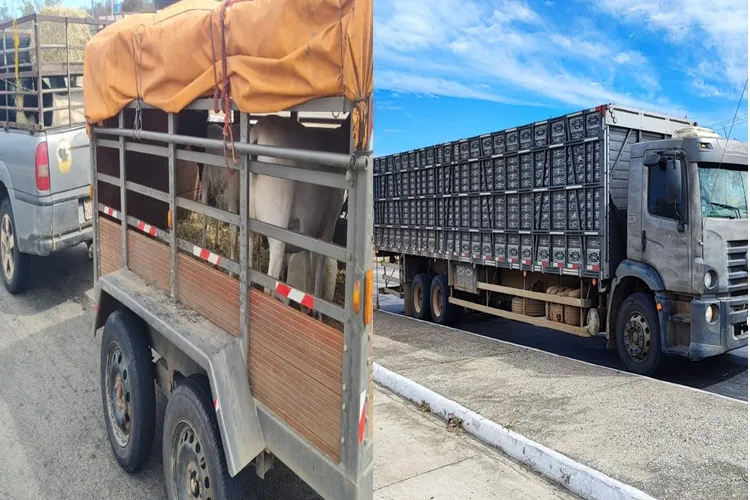 Tanhaçu: Veículos apreendidos transportando de forma irregular caprinos e bovinos