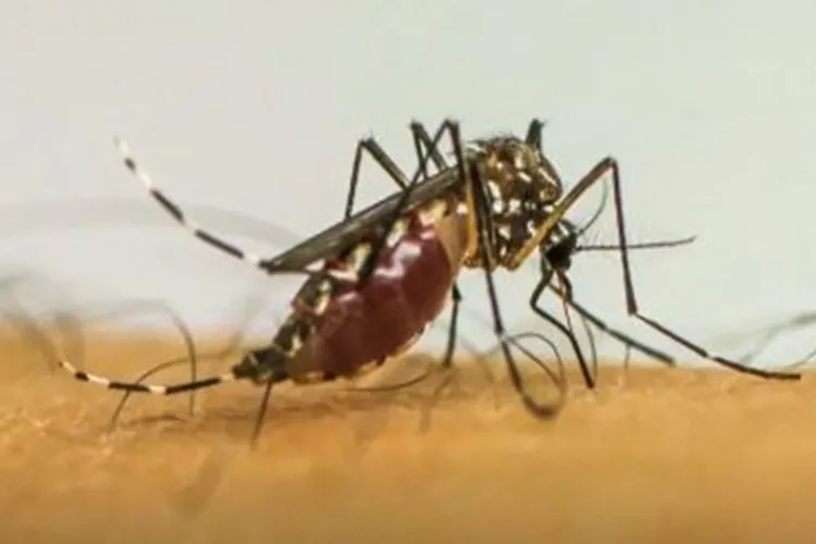 Infecções por Aedes Aegypti elevam risco de complicações no parto