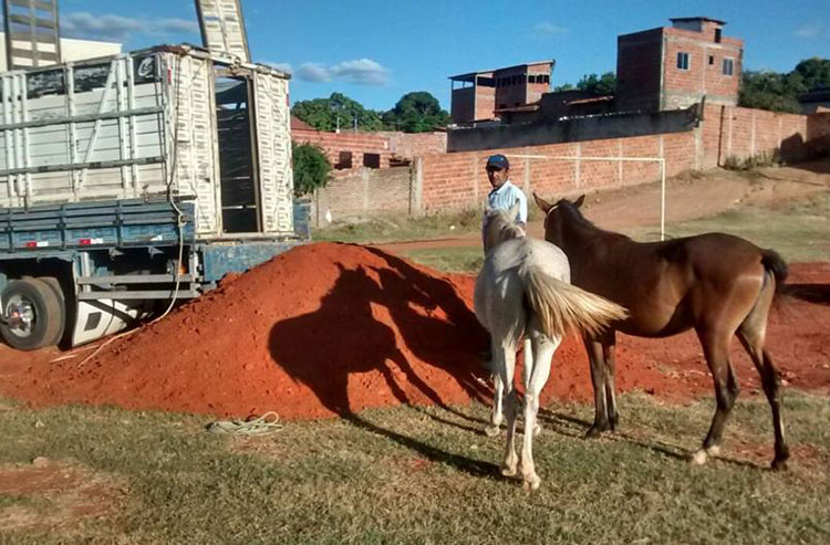 Superintendência de Trânsito determina recolhimento de animais soltos nas vias de Brumado