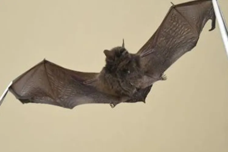 Distrito Federal tem dois casos de raiva em morcegos e intensifica cuidados