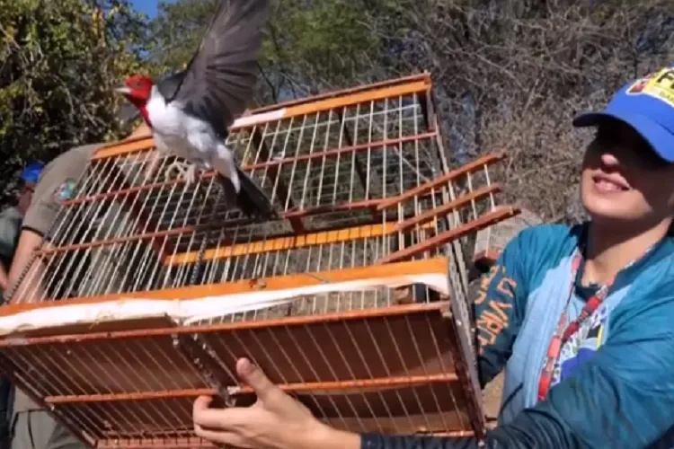 Mais de 70 aves silvestres são devolvidas à natureza na região norte da Bahia