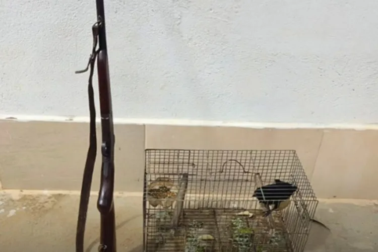 Cippa apreende arma de fogo e resgata ave silvestre em Livramento de Nossa Senhora