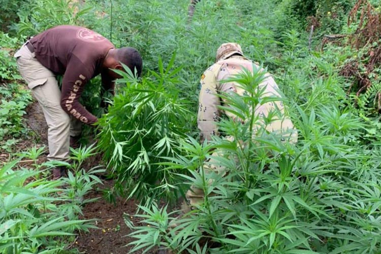 Ação policial encontra 450 mil pés de maconha no norte da Bahia