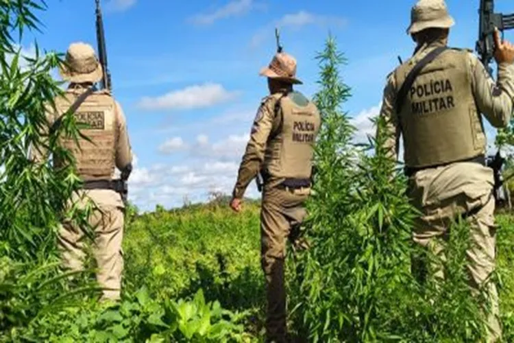 45ª CIPM erradica mais de 15 mil pés de maconha em Curaçá