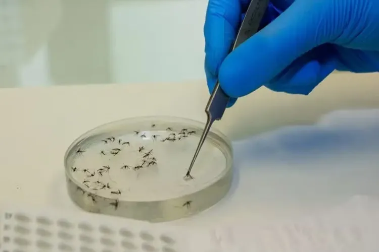 Casos da Febre Oropouche são registrados em Jequié, Caatiba e Jitaúna