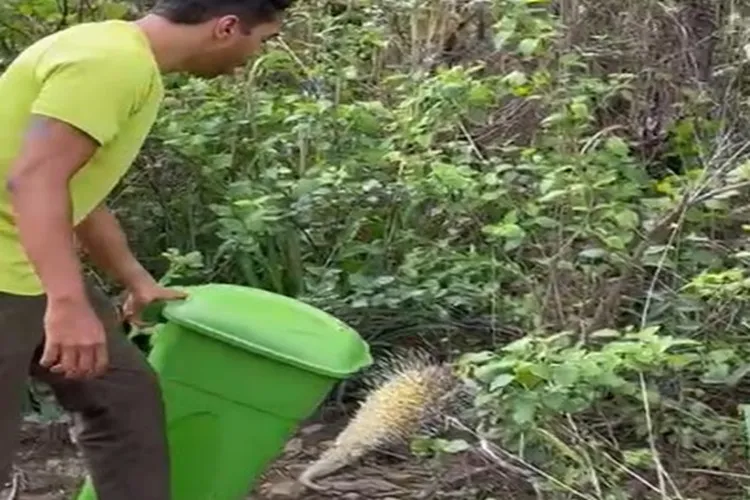 Porco-espinho é resgatado dentro de oficina mecânica em Igaporã