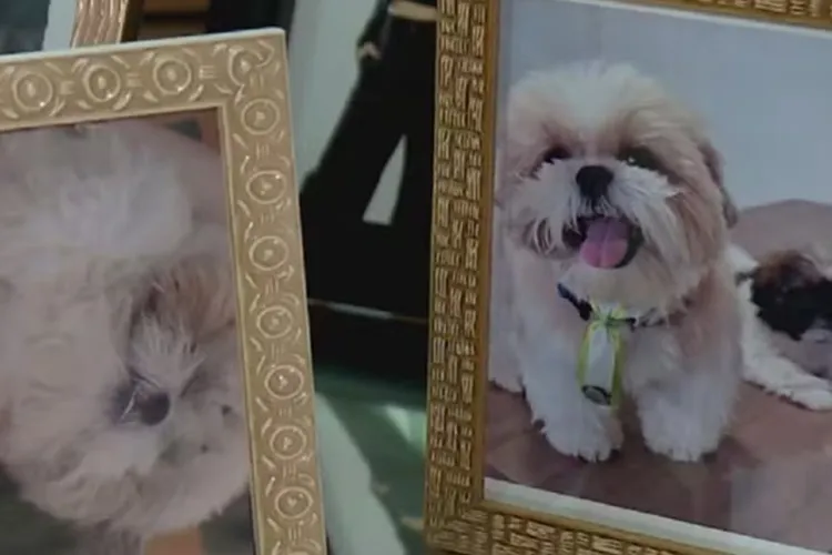 Cachorro morre após ser deixado em carro de petshop em Vitória da Conquista