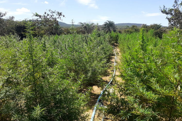 Plantação com 20 mil pés de maconha é apreendida na região da Chapada Diamantina