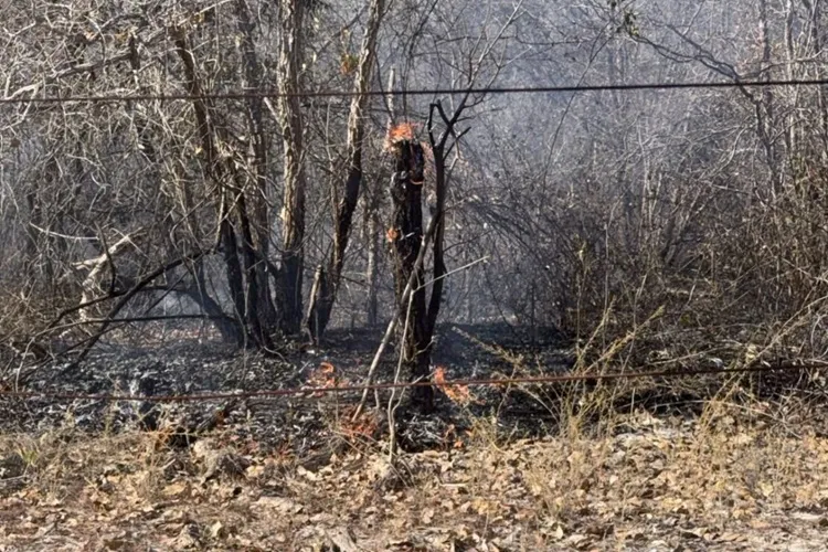 Incêndio de grandes proporções consome mais de 300 hectares em Carinhanha