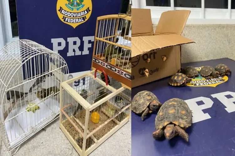 Pássaros silvestres e jabutis são resgatados dentro de ônibus em Vitória da Conquista