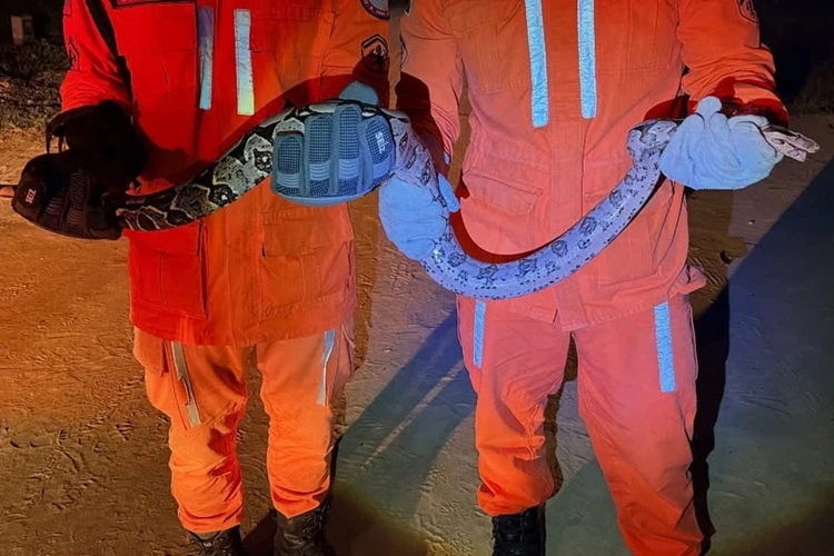 Cobra é resgatada dentro de loteamento na zona urbana de Bom Jesus da Lapa