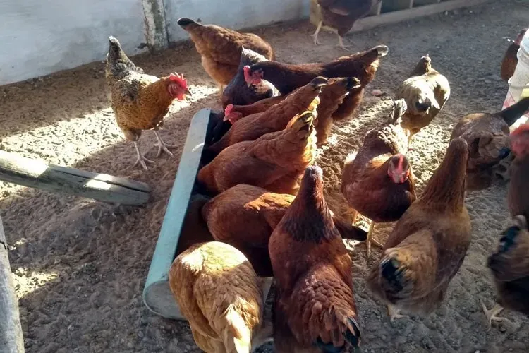 Brumado: Vigilância Sanitária alerta para proibição de criação animal na zona urbana