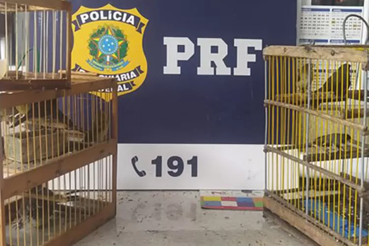 PRF resgata aves silvestres na BR-116 em Vitória da Conquista