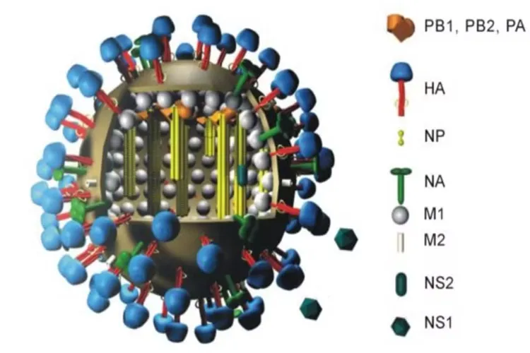 OMS confirma primeira morte por variante H5N2 da gripe aviária