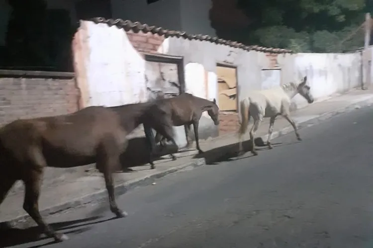 População de Macaúbas cobra retirada de animais soltos nas vias públicas